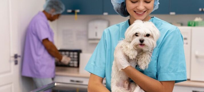 Les 10 meilleures cliniques vétérinaires en Turquie