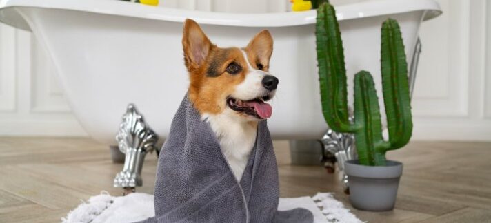 Les 10 meilleurs spas pour animaux en Turquie