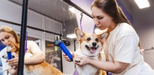 Pet Grooming & Spa (Bursa)