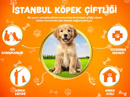 Istanbul Köpek Eğitim Merkezi (Istanbul)