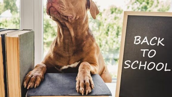 Les 10 meilleures écoles pour chiens en Turquie