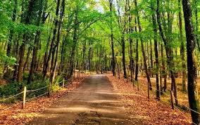 Les Forêts de Belgrade (Istanbul)