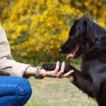 meilleurs éthologues canins