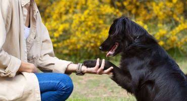 meilleurs éthologues canins