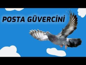 Posta Güvercini- meilleures entreprises de publipostage de Turquie