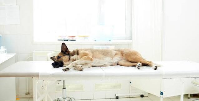 meilleures cliniques de stérilisation animale
