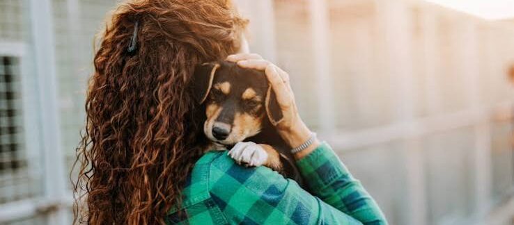 meilleures plateformes d'adoption d'animaux