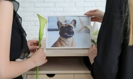 meilleurs services de crémation pour animaux de compagnie
